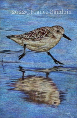 Sanderling - 9.5 hours
Grey Colourfix Smooth paper
6" x 4"
Ref: Paul Parsons